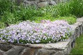 Vrtne Cvjetovi Puzanje Phlox, Mahovina Phlox, Phlox subulata bijela