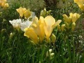 Flores de jardín Fresia, Freesia amarillo