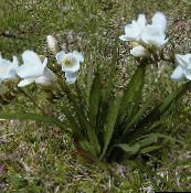 Flores de jardín Fresia, Freesia blanco