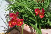 Gartenblumen Freesie, Freesia rot