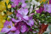 Flores de jardín Fresia, Freesia lila