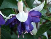 Λουλούδια κήπου Φούξια Αγιόκλημα, Fuchsia μπλε