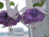 les fleurs du jardin Fuchsia De Chèvrefeuille lilas