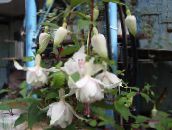 Gradina Flori Fuchsia Caprifoi alb