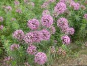 Λουλούδια κήπου Crosswort, Phuopsis stylosa (Crucianella stylosa) ροζ