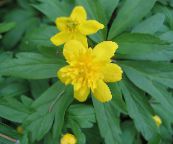 Double-Flowered Yellow Wood Anemone, Buttercup Anemone 