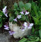 les fleurs du jardin Haberlea lilas