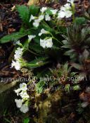 Sodo Gėlės Haberlea baltas