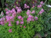 Aed Lilled Corydalis roosa