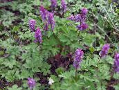 Trädgårdsblommor Corydalis violett