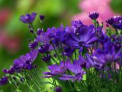 Trädgårdsblommor Blomsterhandlare Mamma, Kruka Mamma, Chrysanthemum blå