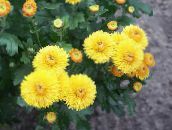Ogrodowe Kwiaty Chryzantema Koreański, Chrysanthemum żółty