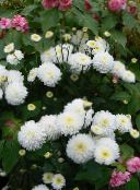 Puutarhakukat Kukkakaupat Mum, Potti Mum, Chrysanthemum valkoinen