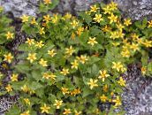 Záhradné kvety Goldenstar, Zeleno-Zlatá, Chrysogonum žltá
