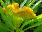 Záhradné kvety Cockscomb, Chochol Závod, Pernatej Amarant, Celosia žltá