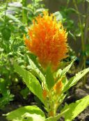 Hanekam, Pluim Plant, Gevederde Amarant (oranje)
