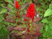 les fleurs du jardin Crête De Coq, Plante Panache, L'amarante À Plumes, Celosia rouge