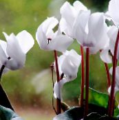 les fleurs du jardin Semer Pain, Cyclamen Hardy blanc