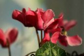 les fleurs du jardin Semer Pain, Cyclamen Hardy rouge