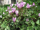 les fleurs du jardin Semer Pain, Cyclamen Hardy lilas