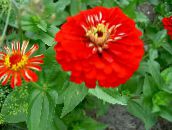 Gartenblumen Zinnie, Zinnia rot