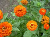 Zinya Çiçeği (turuncu)
