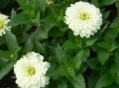 Градински цветове Циния, Zinnia бял