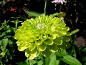 Градински цветове Циния, Zinnia зелен