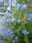 Langue, Gypsyflower De Chien, Chinois Forget-Me-Not