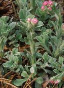 Садовые цветы Антеннария (Кошачая лапка), Antennaria dioica розовый