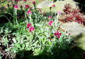 les fleurs du jardin Antennaria, Pied De Chat, Antennaria dioica vineux