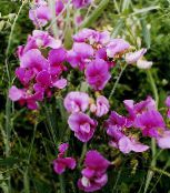 Gradina Flori Mazăre Dulce, Mazăre Veșnică, Lathyrus latifolius roz