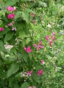 Dārza Ziedi Lathyrus Tuberosus sārts