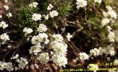 I fiori da giardino Schivereckia bianco