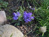 Gartenblumen Silbernen Zwergglockenblume, Edraianthus hellblau