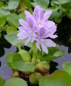 Vodní Hyacint