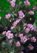 Trädgårdsblommor Persiska Violett, Tysk Violett, Exacum affine rosa
