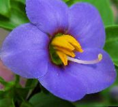 Kerti Virágok Perzsa Lila, Német Lila, Exacum affine kék