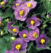Garden Flowers Persian Violet, German Violet, Exacum affine purple
