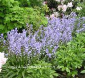 Flores de jardín Español Bluebell, Jacinto Madera, Endymion hispanicus, Hyacinthoides hispanica azul claro