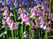 Spanish Bluebell, Wood Hyacinth (pink)