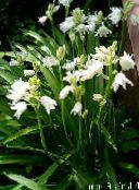 Gartenblumen Spanisch Bluebell, Holz Hyazinthe, Endymion hispanicus, Hyacinthoides hispanica weiß