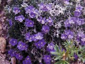 Trädgårdsblommor Arktisk Förgätmigej Inte, Alpin Förgätmigej Inte, Eritrichium violett