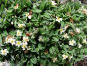 Tuin Bloemen Arctic Vergeet-Mij-Niet, Alpine Vergeet-Mij-Niet, Eritrichium wit