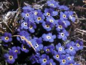 les fleurs du jardin Arctique Forget-Me-Not, Alpine Forget-Me-Not, Eritrichium bleu