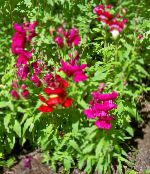 Záhradné kvety Papuľka, Lasička Je Ňufák, Antirrhinum červená