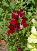 Garden Flowers Snapdragon, Weasel's Snout, Antirrhinum burgundy
