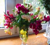 Dārza Ziedi Lauvmutītes, Weasel S Snuķis, Antirrhinum balts