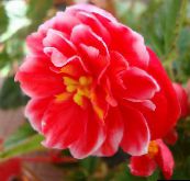 Zahradní květiny Prérie Hořec, Lisianthus, Texas Bluebell, Eustoma červená