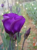 Zahradní květiny Prérie Hořec, Lisianthus, Texas Bluebell, Eustoma nachový